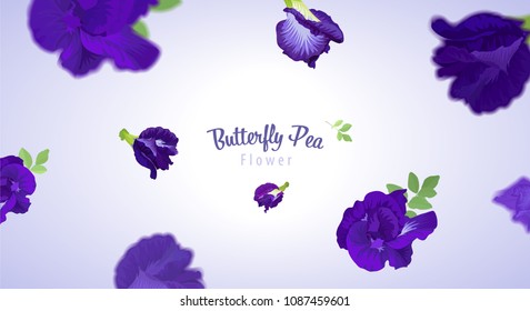 Flying butterfly pea flowers and leaf on blue background template. Vector set of element for advertising, packaging design of natural herb products.