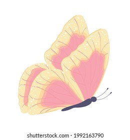 icono aislado de vista de mariposa volante