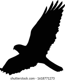 Flying Common Buzzard (Buteo Buteo) Silhouette Found In Europe, Russia, Asia And Northern Africa