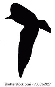 Flying Common Tern - black silhouette
