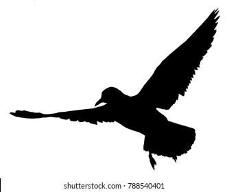 Flying Common Tern - black silhouette