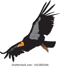 Flying of Condor bird illustration