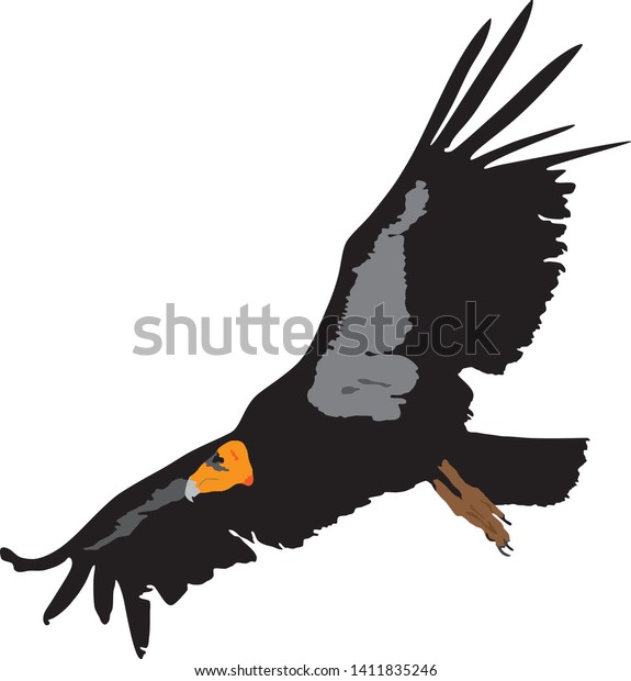Flying Condor Bird Illustration vetor stock (livre de direitos