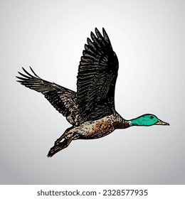 Flying crane bird drawing vector illustration
