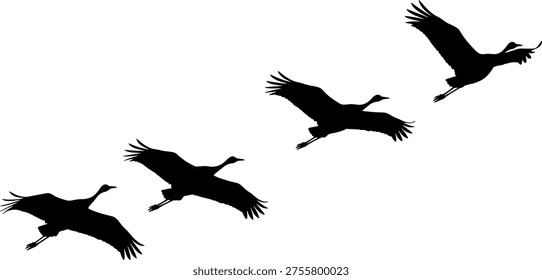 Flying crane bird silhouette set showing graceful wingspan movement in sky isolated on white background for wildlife, migration journey, freedom symbol and nature concept