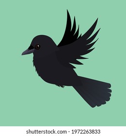 A flying crow illustration. Cut out on a green background.