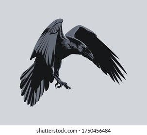 Flying Crow Vector Illustration Bird