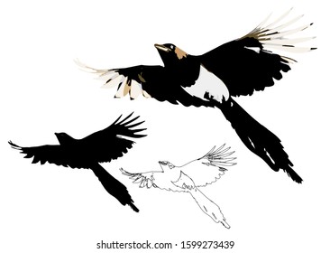 Flying crow. Vector image. Magpie. White background.