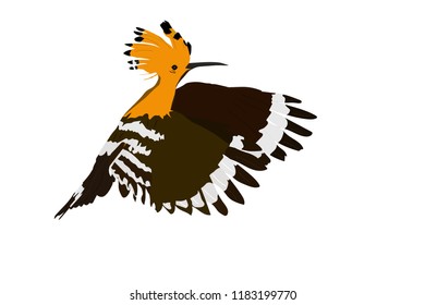 Flying cute bird. Realistic vector image. Bird: Eurasian Hoopoe. Upupa epops. White background.