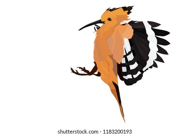 Flying cute bird. Realistic vector image. Bird: Eurasian Hoopoe. Upupa epops. White background.
