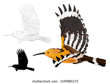 Flying cute bird. Realistic vector image. Bird: Eurasian Hoopoe. Upupa epops. White background.