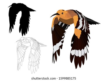 Flying cute bird. Realistic vector image. Bird: Eurasian Hoopoe. Upupa epops. White background.