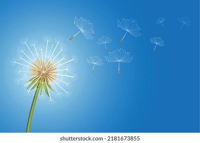 flying dandelion flower seeds make a wish concept background 