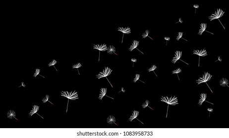 flying dandelion on a black background
