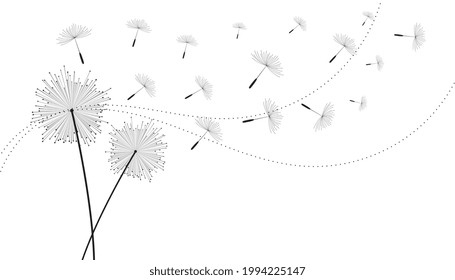 fondo de flor de semillas de dandelia en vuelo