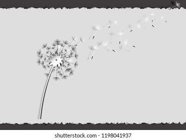 flying dandelion seeds on a gray sheet over a black background
