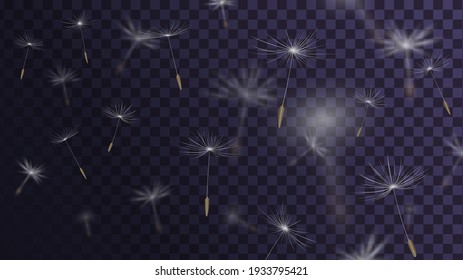 Flying dandelion seeds on transparent background with blur effect