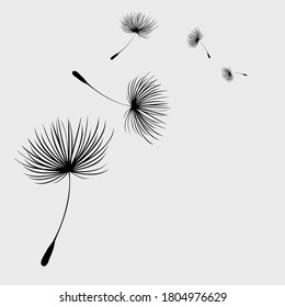 Flying dandelion seeds, vector icon