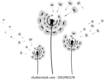Flying dandelion seeds, vector icon. Vector isolated decoration element from scattered silhouettes.