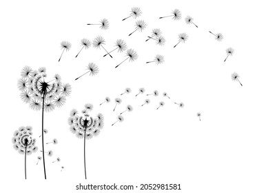 Flying dandelion seeds, vector icon. Vector isolated decoration element from scattered silhouettes.