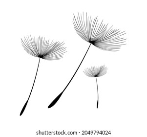 Flying dandelion seeds, vector icon.Three flying seeds of a dandelion for decoration