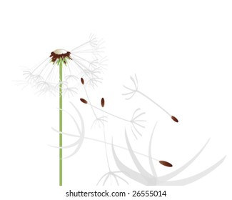 Flying dandelion seeds in the wind