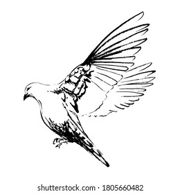 Flying dove hand-drawn in black ink. Black and white graphics