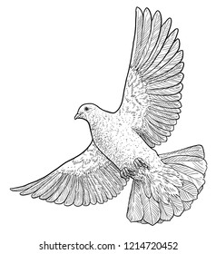 Flying dove illustration, drawing, engraving, ink, line art, vector
