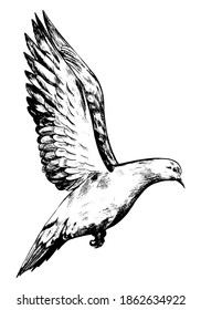 Flying dove, pigeon. Realistic ink sketch of wild bird. Hand drawn vector illustration in vintage engraving style. Black contour element isolated on white for design, print, card, decor, print, tattoo