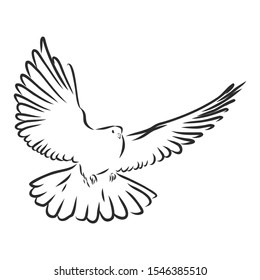 flying dove sketch, contour vector illustration 