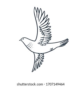 Flying dove. Vector hand drawn illustration