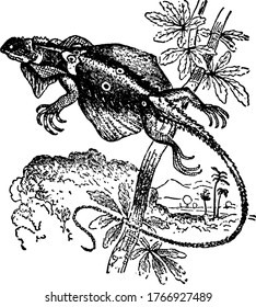 The flying dragon, Draco Volans lacks the ability to sustain powered flight, and is capable only of gliding. Its wings are brightly colored with orange, red and blue spots and stripes,