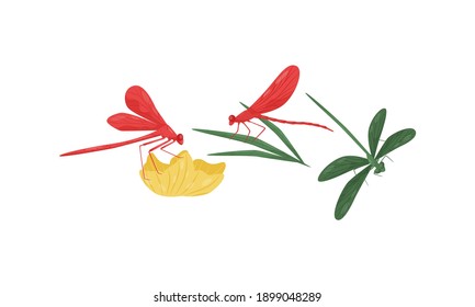 Flying Dragonfly Isolated on White Background Vector Set