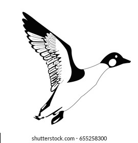 The flying duck