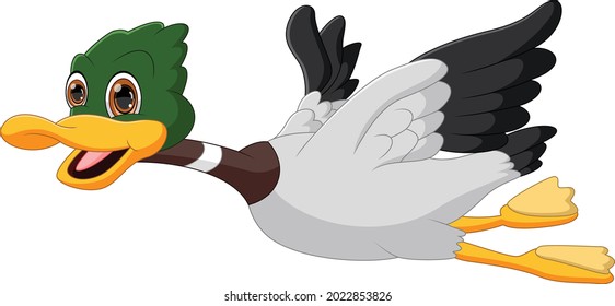 flying duck cartoon isolated on white background