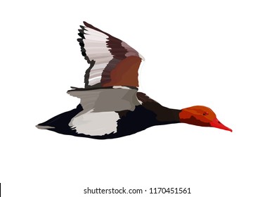Flying duck. Realistic Vector image. White background. Common Duck: Red crested Pochard. Netta rufina.