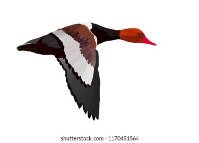 Flying duck. Realistic Vector image. White background. Common Duck: Red crested Pochard. Netta rufina.