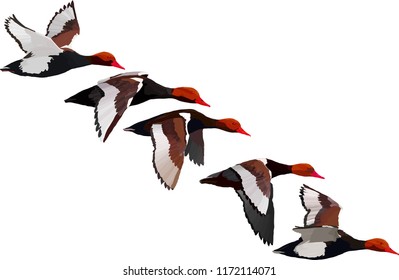 Flying duck. Realistic Vector image. White background. Common Duck: Red crested Pochard. Netta rufina.