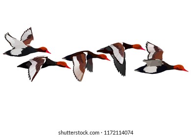 Flying duck. Realistic Vector image. White background. Common Duck: Red crested Pochard. Netta rufina.