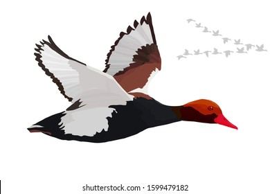 Flying duck. Realistic Vector image. White background. Common Duck: Red crested Pochard. Netta rufina.