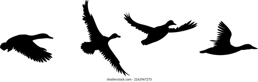 Flying Duck Silhouette On White Background, Isolated, Vector