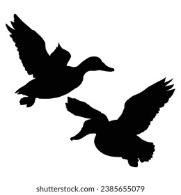 Flying Duck Silhouette on White Background.