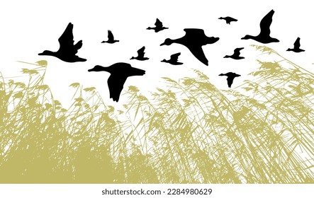 Flying duck silhouette. River grass reeds. Vector illustration