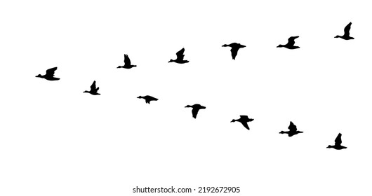 Flying duck silhouette. Vector illustration