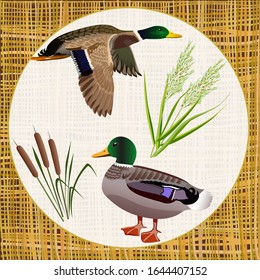 Flying duck and sitting cane sedge on on wicker texture