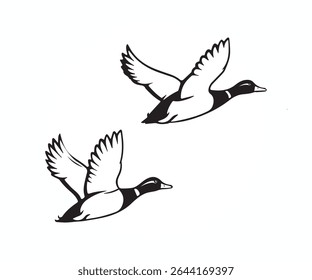 flying duck vector illustration, two flying duck silhouette graphic art