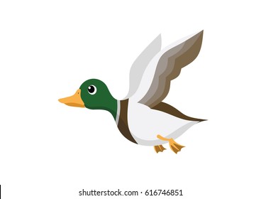 Flying duck vector. Mallard duck flying.