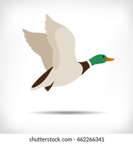 Flying duck vector. Mallard duck flying. Duck flying icon. Duck hunt vector. Isolated vector silhouette of flying drake on background for logotype. Duck flies. 