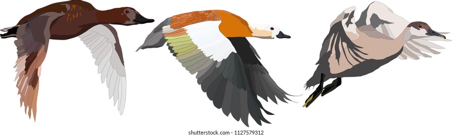 Flying ducks. Colorful ducks. Vector image. Ruddy Shelduck, Common Pochard, Red crested Pochard.