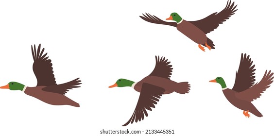 flying ducks design in flat style, isolated, vector